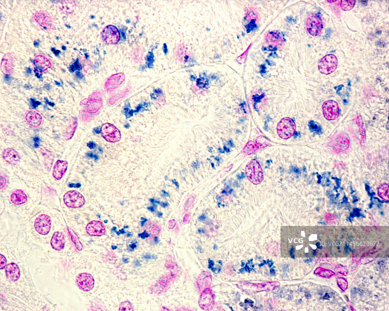 番红染色肾脏光学显微照片图片素材