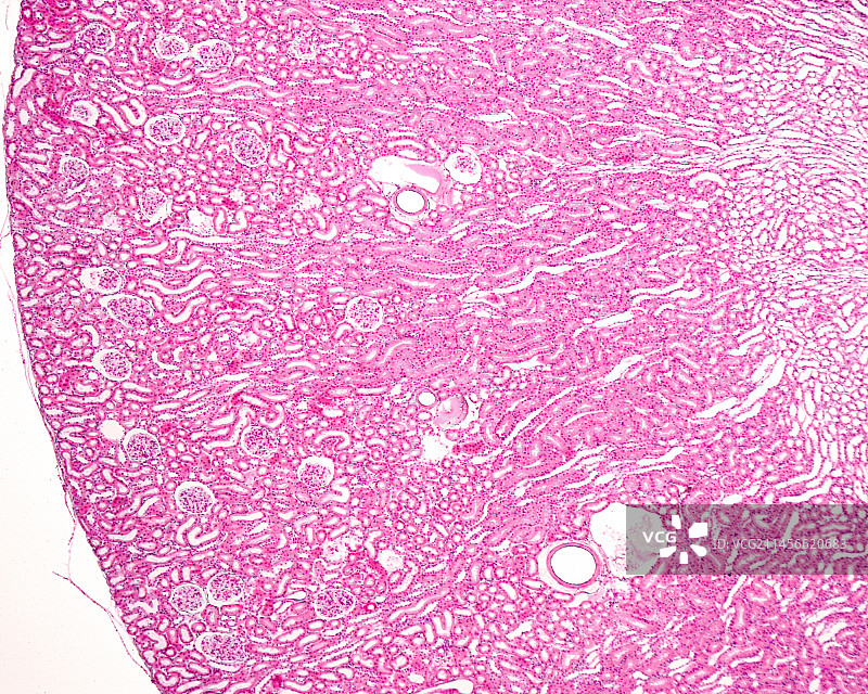 肾皮质光学显微照片图片素材