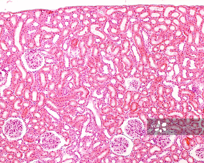 肾皮质光学显微照片图片素材