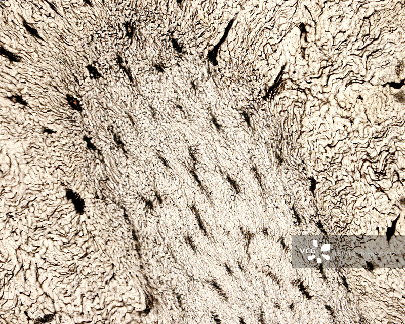 肾髓质血管显微照片图片素材