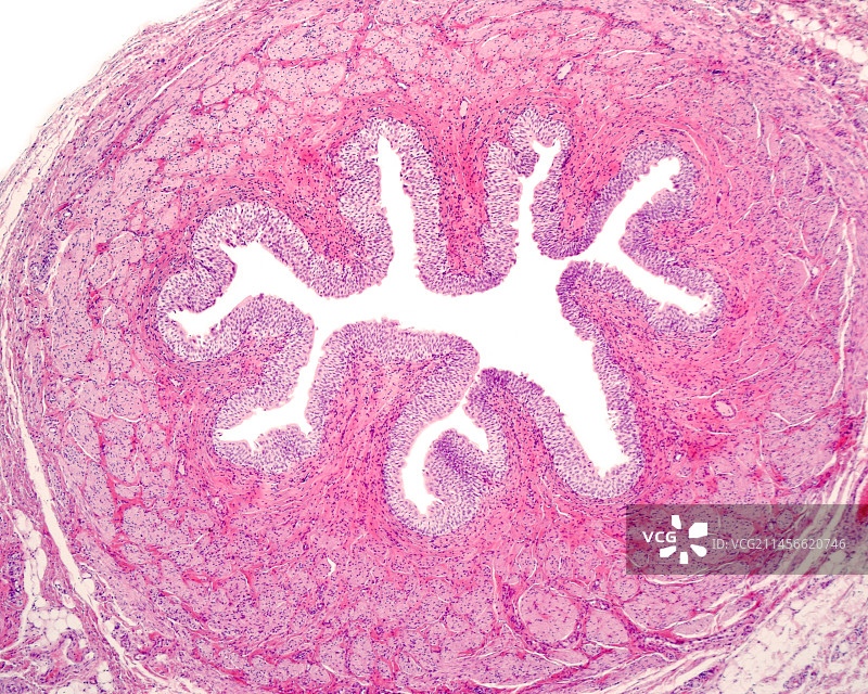 输尿管，光学显微照片图片素材