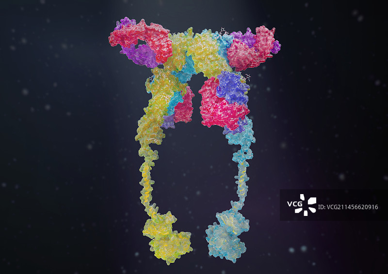 胰岛素受体示意图图片素材