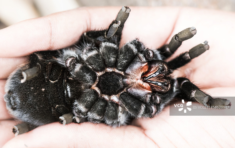 红色臀部的狼蛛图片素材