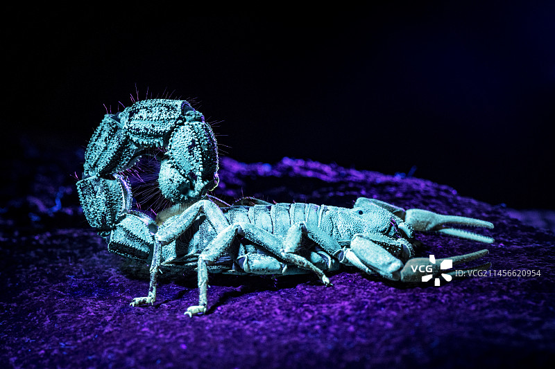 紫外光下的粗尾蝎图片素材