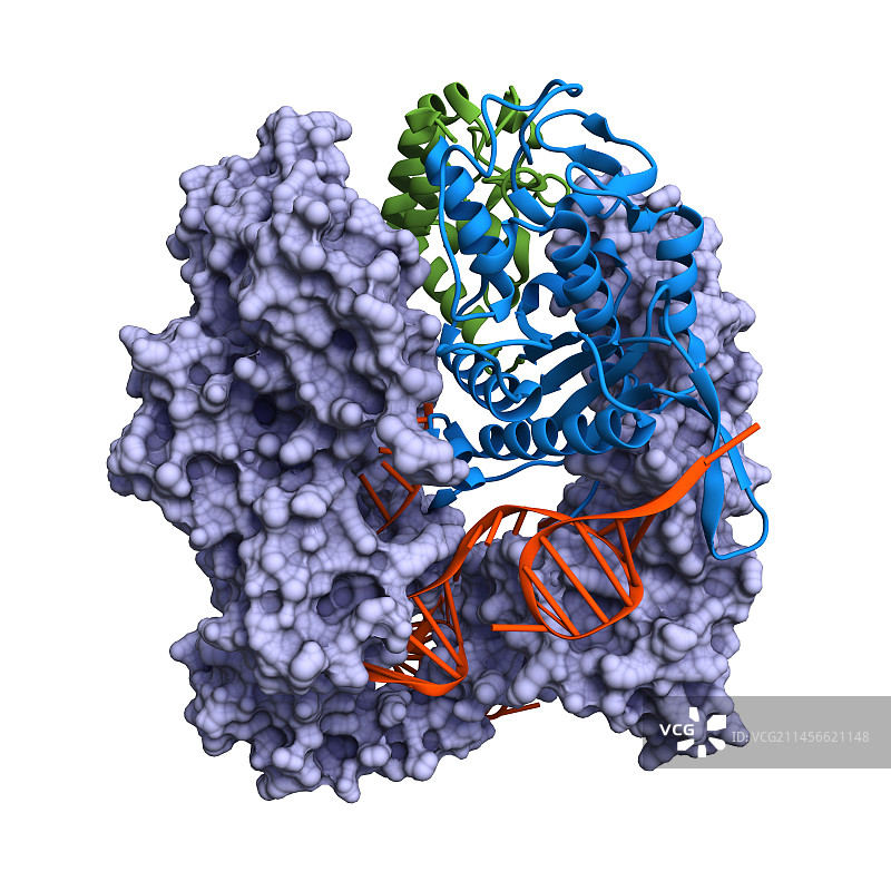 CRISPR Cas9蛋白与引导RNA复合物分子模型图片素材