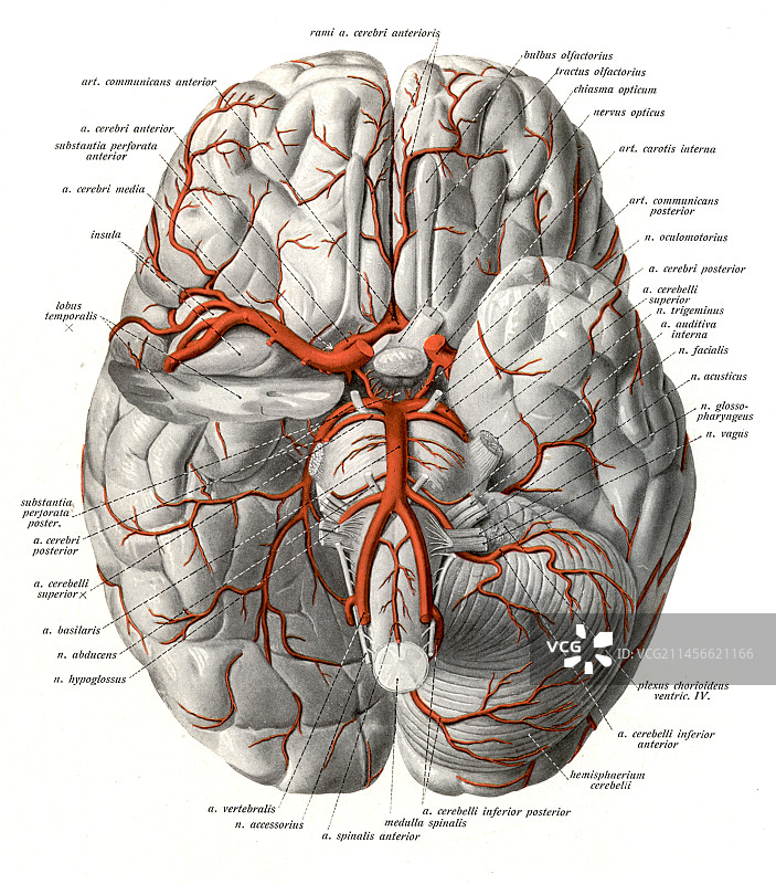 脑底动脉示意图图片素材