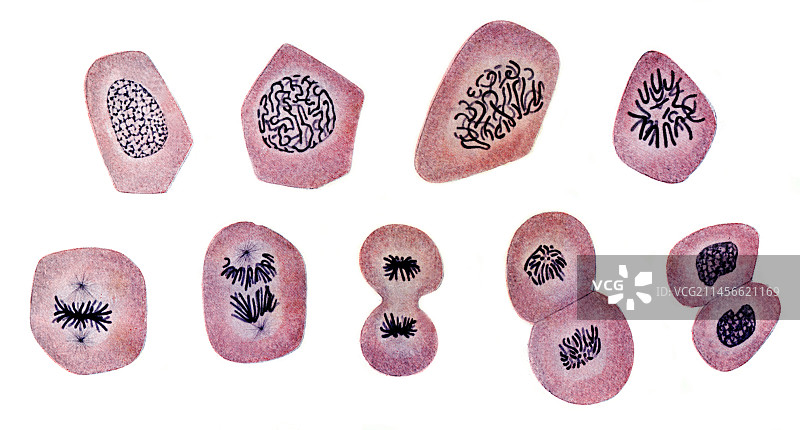 细胞分裂，图示图片素材