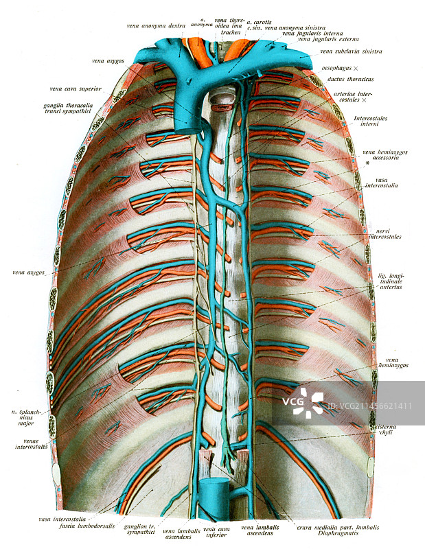 胸腔解剖结构图图片素材