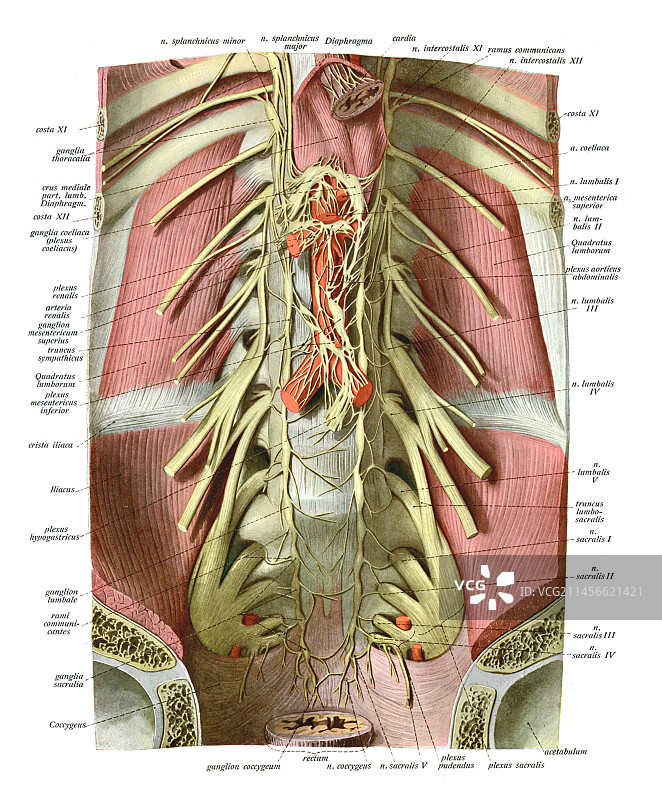 腹盆神经插图图片素材