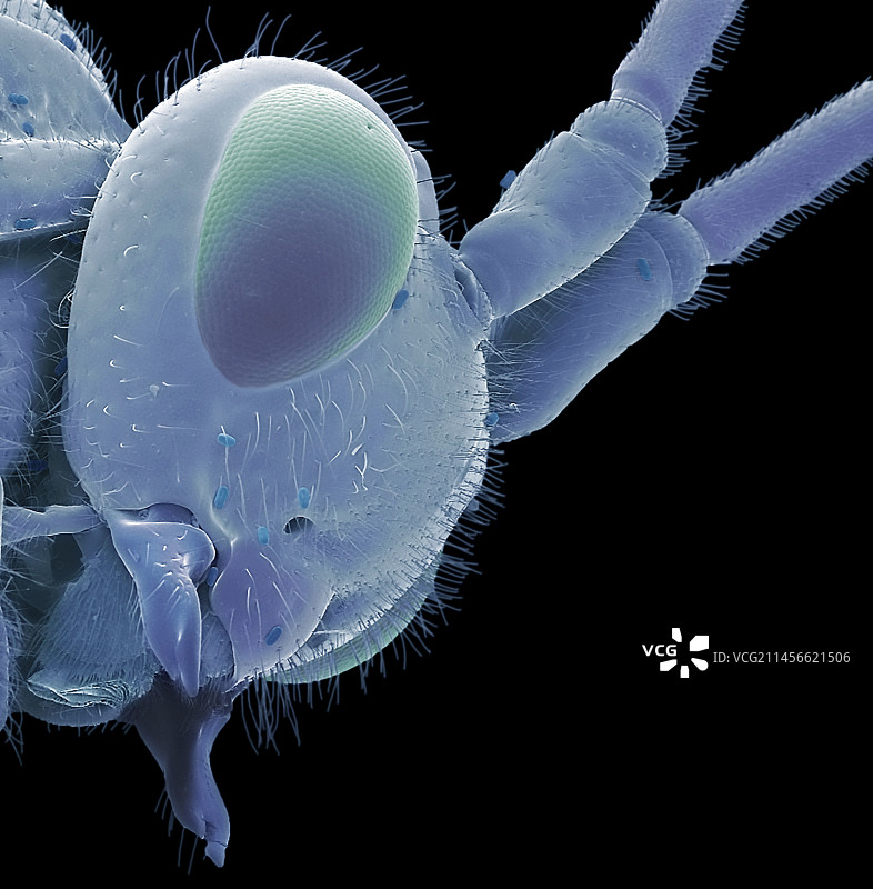 黄蜂头部的花粉，扫描电镜图片素材