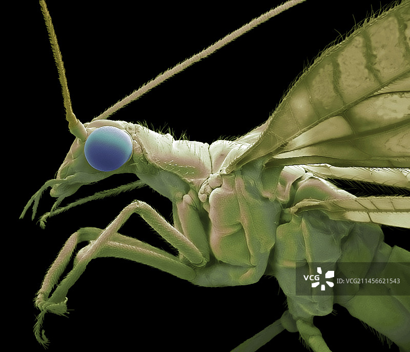 草蛉扫描电镜图图片素材