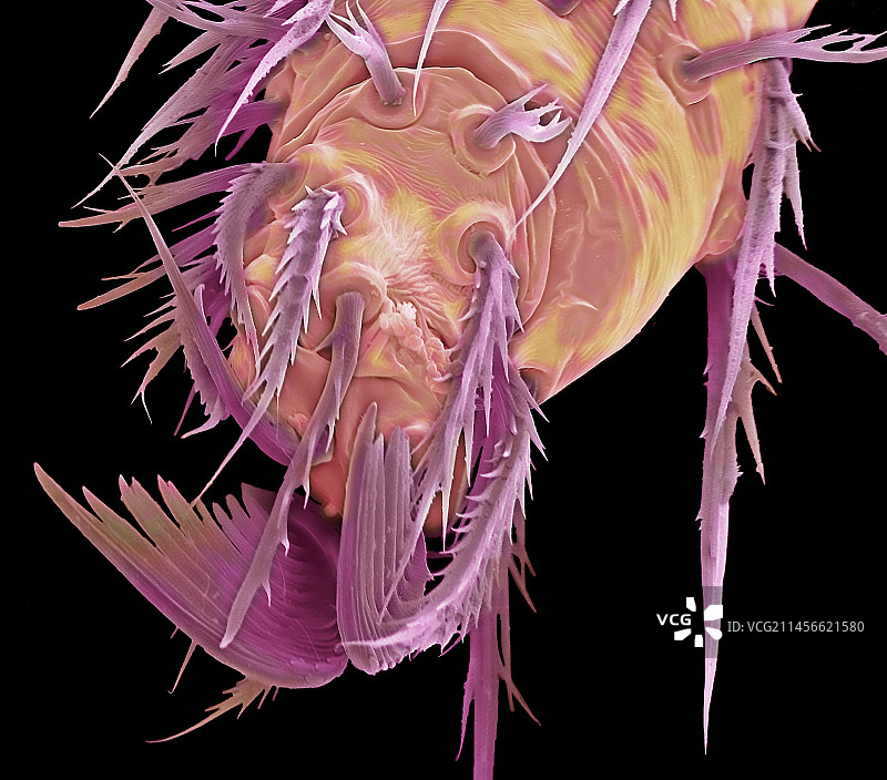 蜘蛛跗节，扫描电镜图图片素材