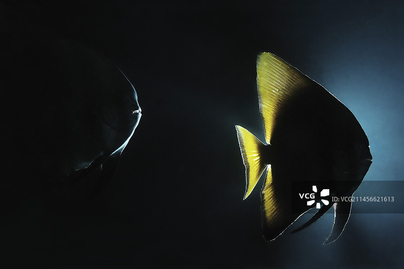 印度尼西亚夜间的两条蝙蝠鱼图片素材
