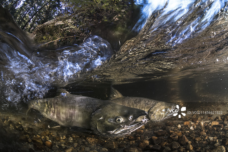 加拿大不列颠哥伦比亚省花岗岩湾的秋鲑鱼图片素材