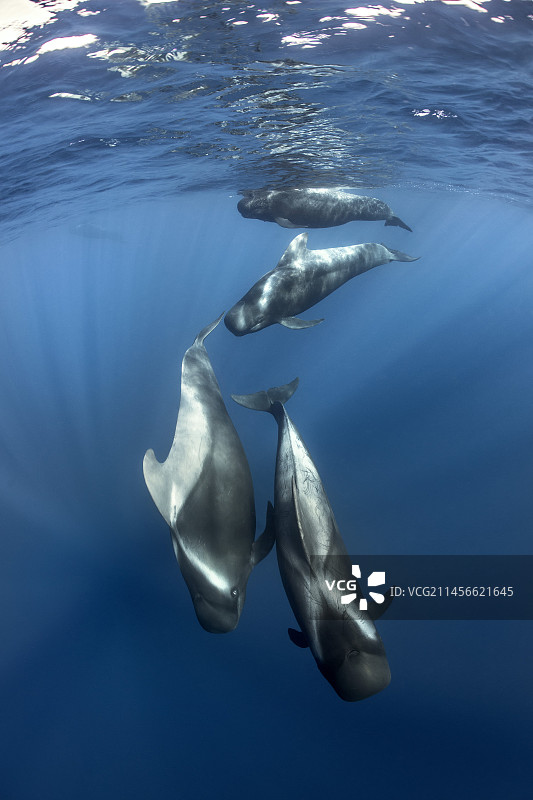 西班牙特内里费岛的领航鲸图片素材