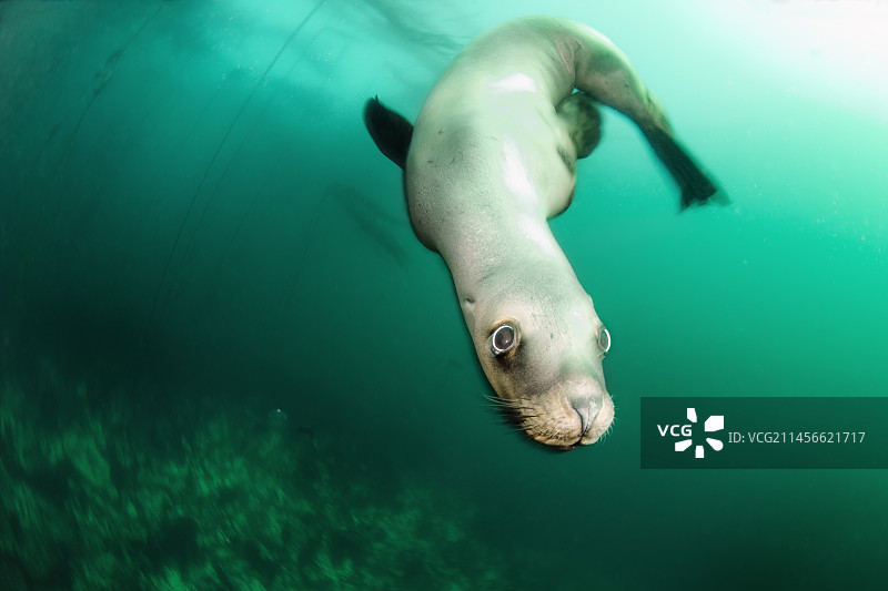 北海狮图片素材