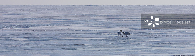 美国密歇根州圣克莱尔湖冰冻湖面上的疣鼻天鹅图片素材