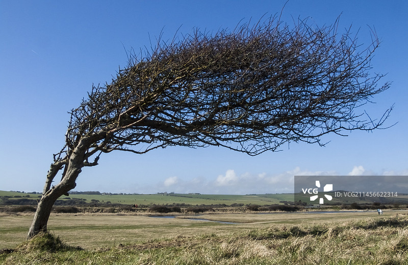 风雕刻的山楂树图片素材