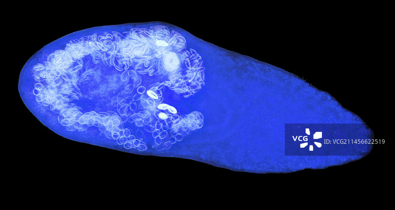 异形吸虫图片素材