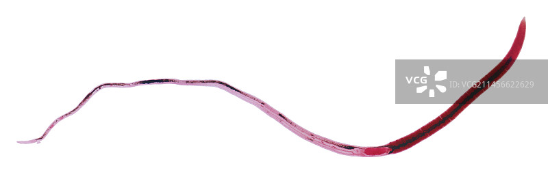 雌性裂体吸虫，LM图片素材