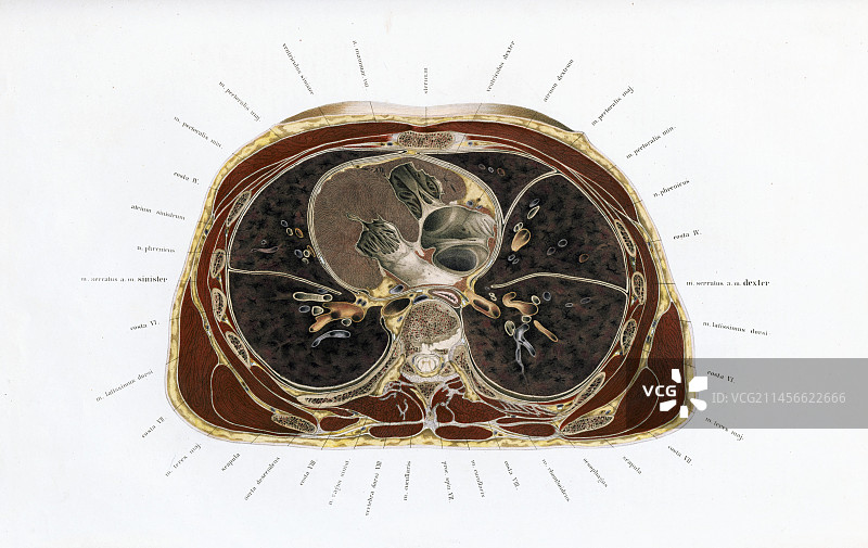 人体解剖学、插画图片素材