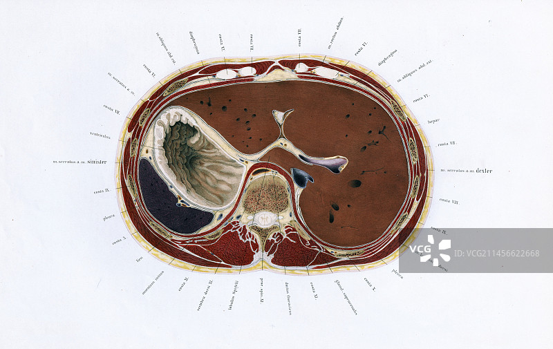 19世纪人体解剖图图片素材