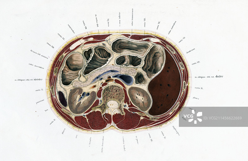 19世纪人体结构图图片素材