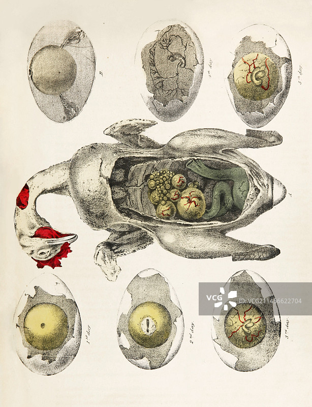 19世纪鸡胚胎发育图示图片素材