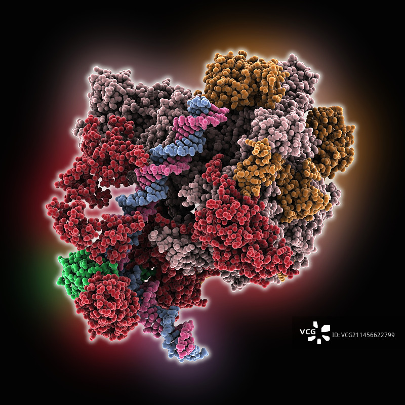 转录起始复合物，分子模型图片素材