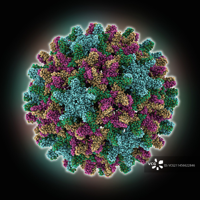 乙型肝炎病毒衣壳分子模型图片素材