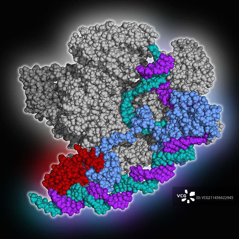 Spx依赖的转录激活分子模型图片素材
