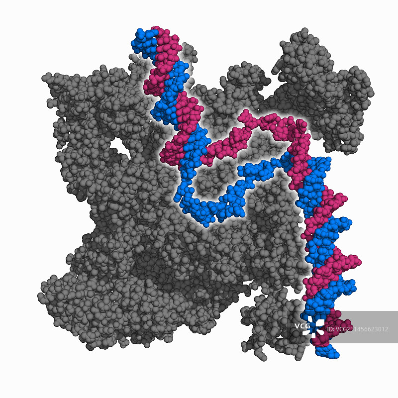 RNA聚合酶与启动子DNA分子模型图片素材