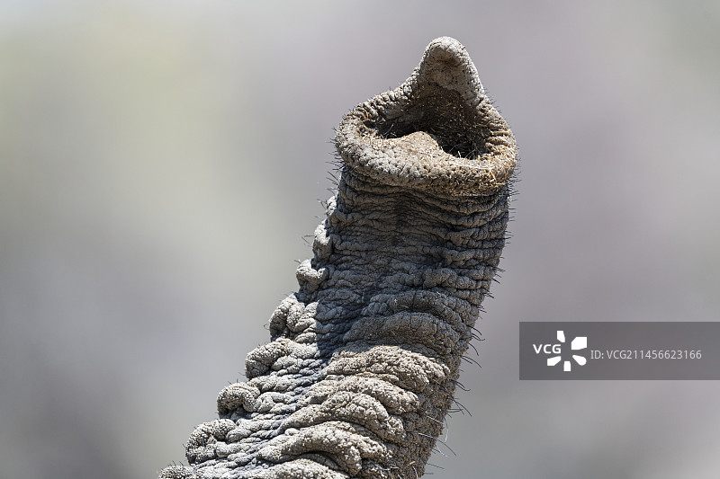 非洲象的鼻子图片素材