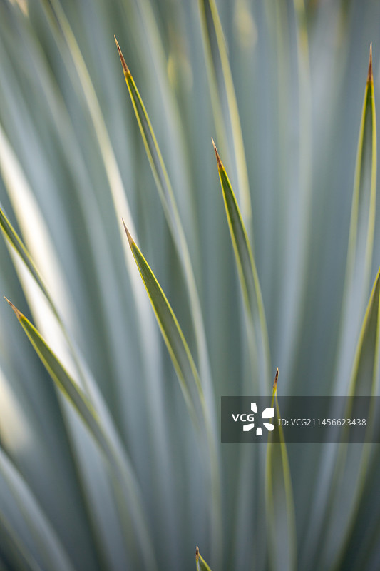 喙丝兰的狭窄叶子图片素材