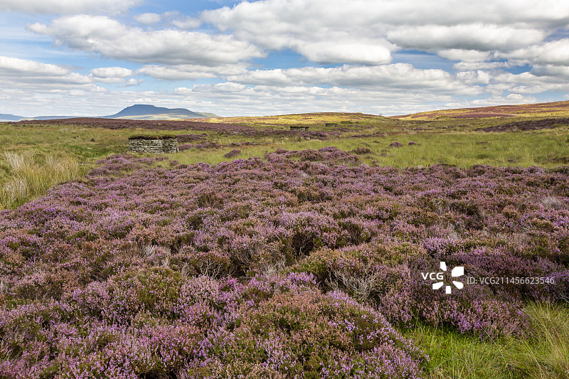 英国约克郡的石楠荒地图片素材