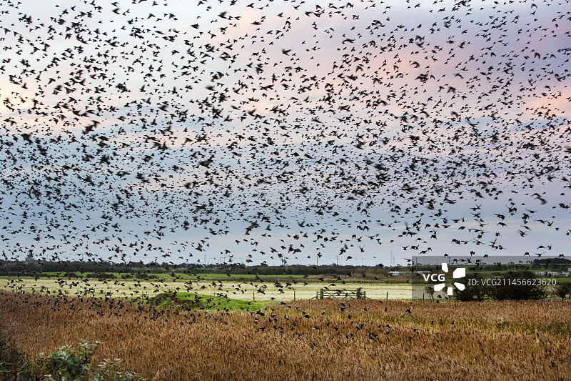 欧洲八哥图片素材
