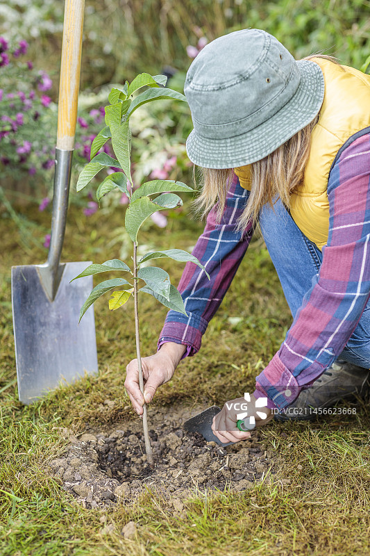 女人逐步种植木瓜树（Asimina）：在根球周围填土图片素材