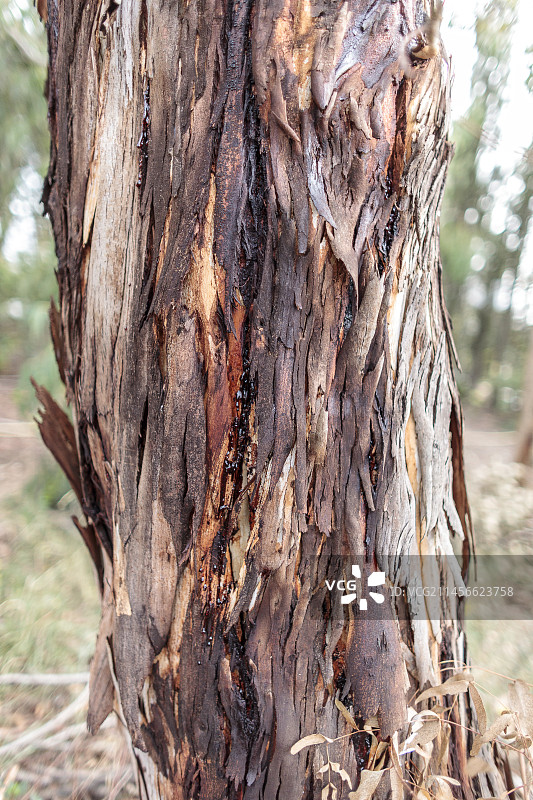 受桉树长角甲虫侵袭的桉树干，法国东比利牛斯省佩皮尼昂图片素材