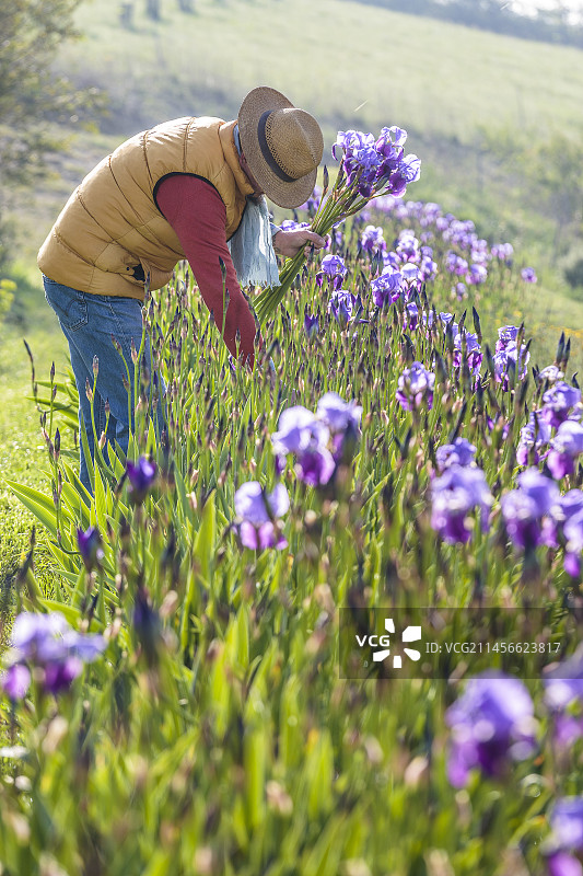 男子四月在花园里采摘鸢尾花图片素材