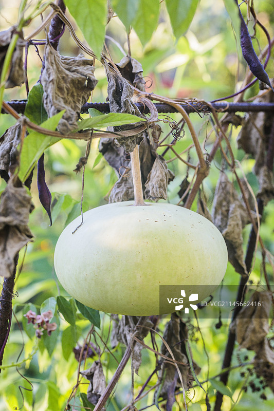 扁平科西嘉葫芦果实图片素材