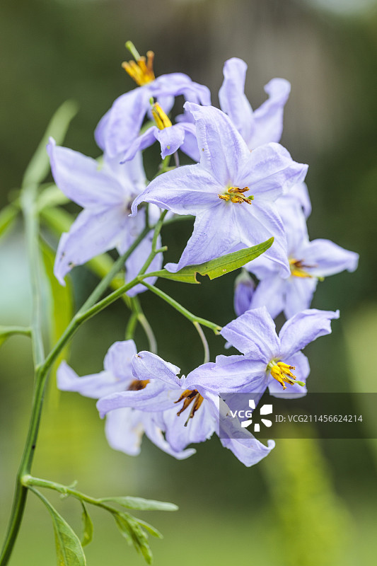 杏叶龙葵花，半耐寒攀援植物图片素材