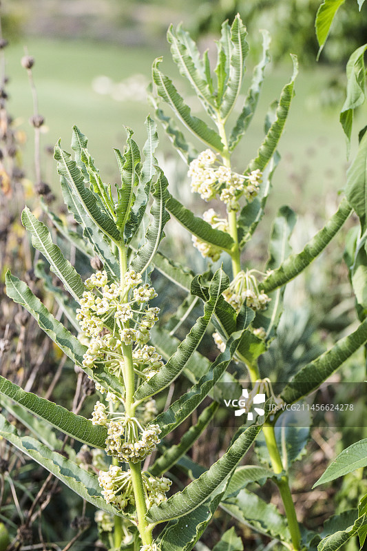 南非药用植物Uzara（Xysmalobium undulatum）花图片素材