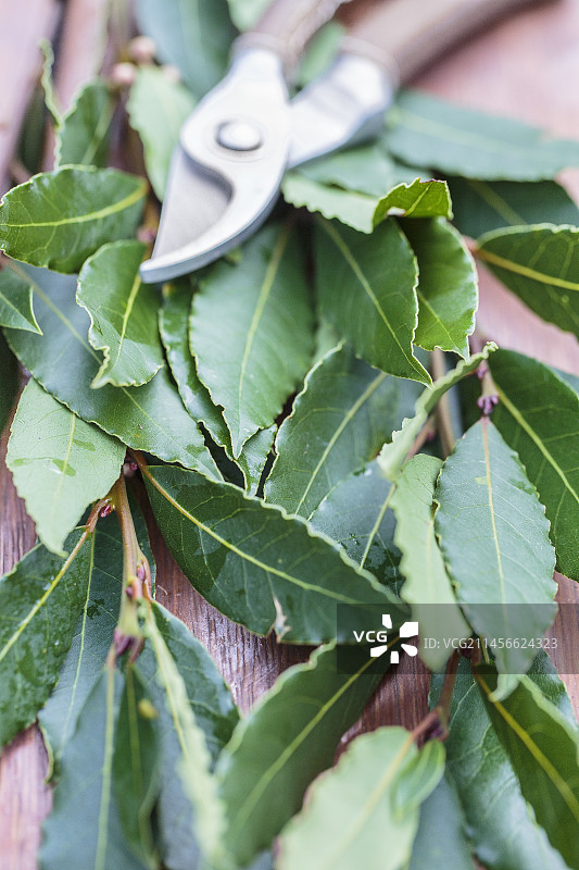 新鲜采摘的月桂叶图片素材