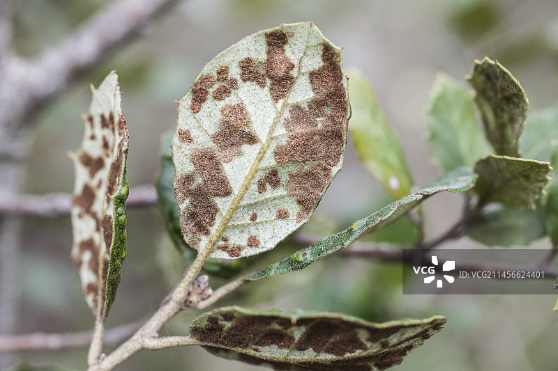 受冬青栎瘿螨影响的冬青栎树叶，滨海阿尔卑斯省，法国图片素材