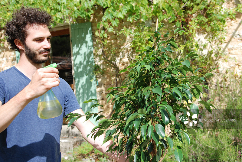 男人向灌木喷洒叶面刺激剂图片素材