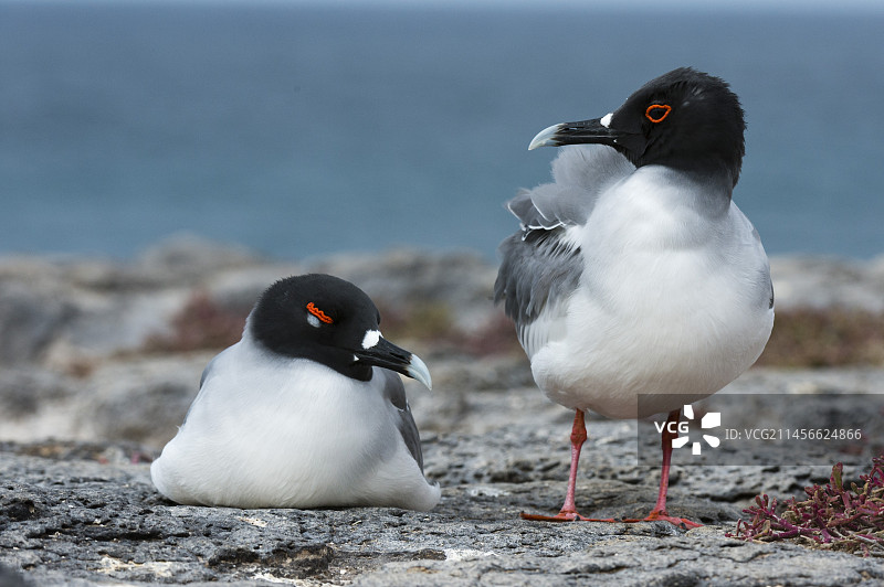 一对燕尾鸥图片素材