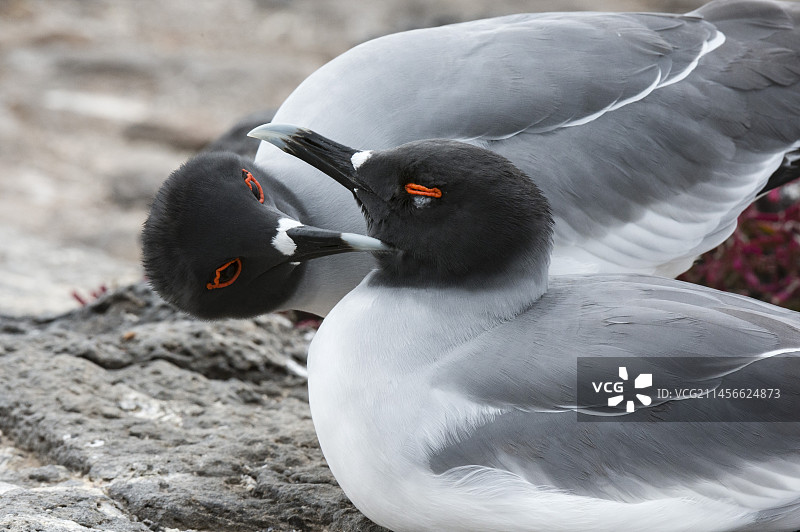 一对燕尾鸥图片素材