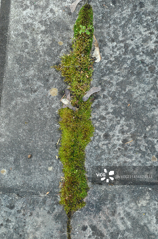 露台瓷砖缝隙中的苔藓图片素材