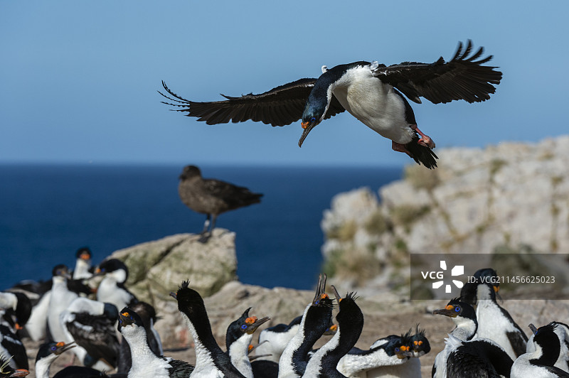 皇家地毯着陆图片素材