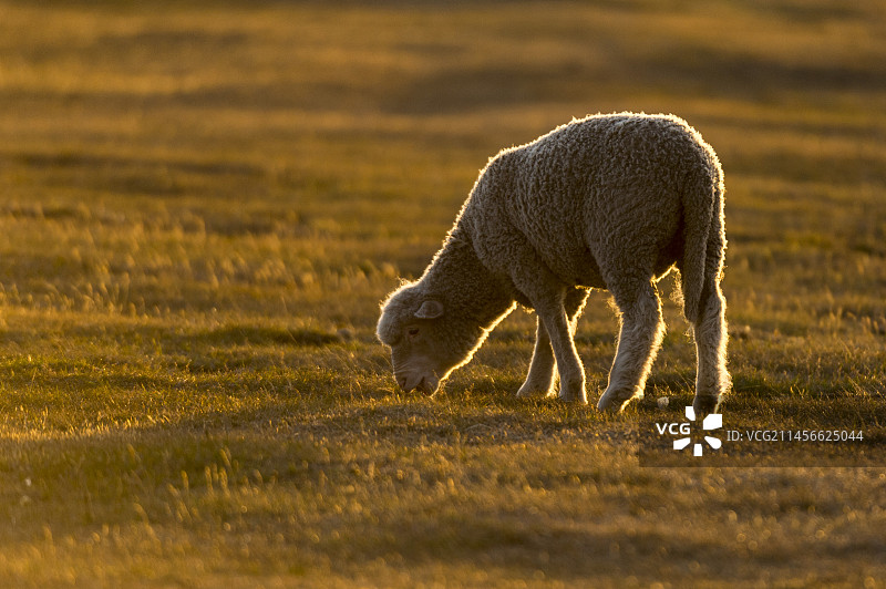 日落时分草地上的羔羊图片素材